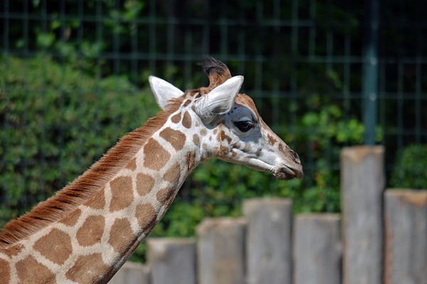 GIRAFE