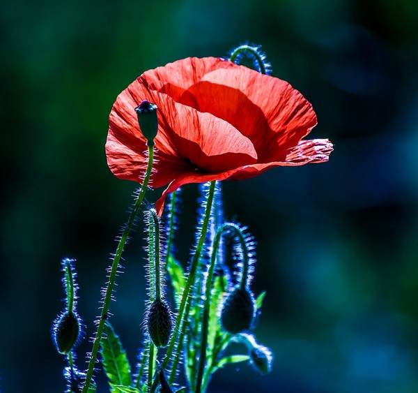 COQUELICOTS