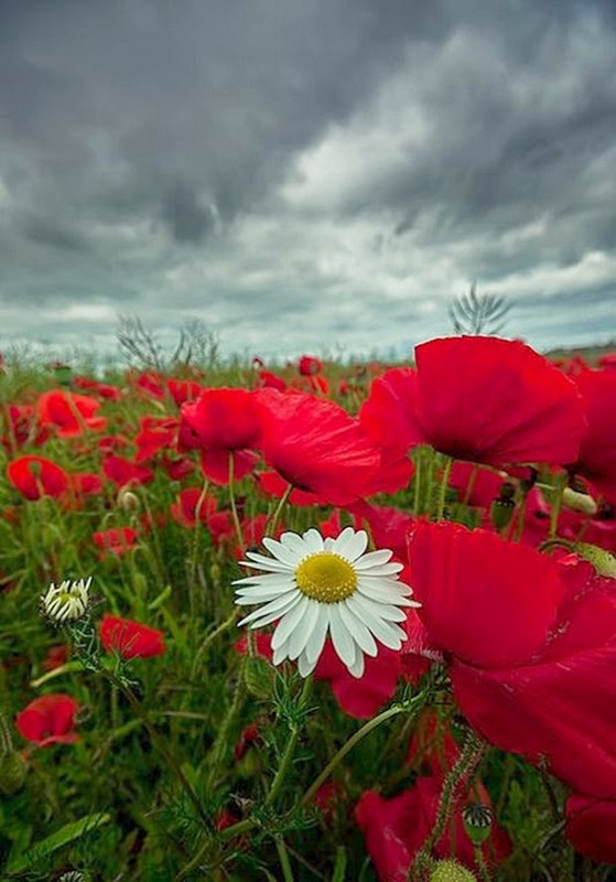 COQUELICOTS