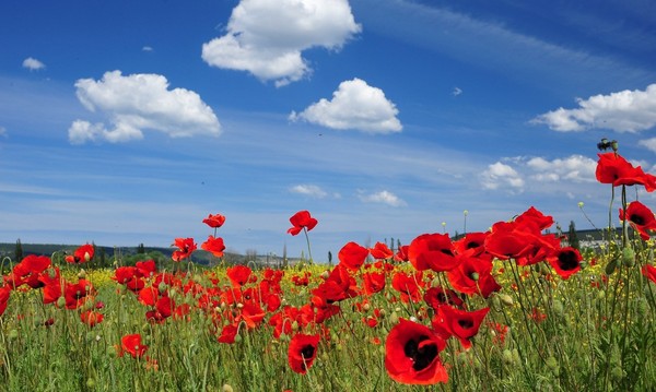 COQUELICOTS