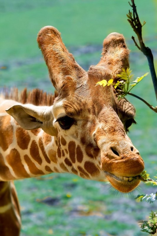 GIRAFE