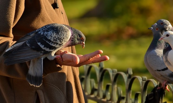 OISEAUX