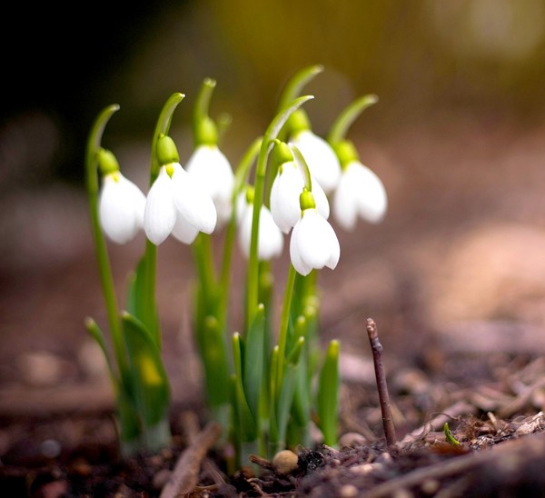 FLEURS