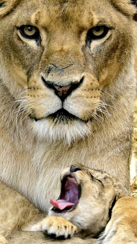 LIONNE ET SON PETIT