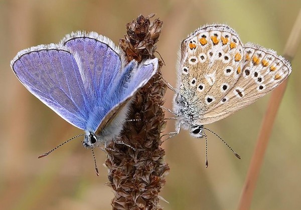 PAPILLONS