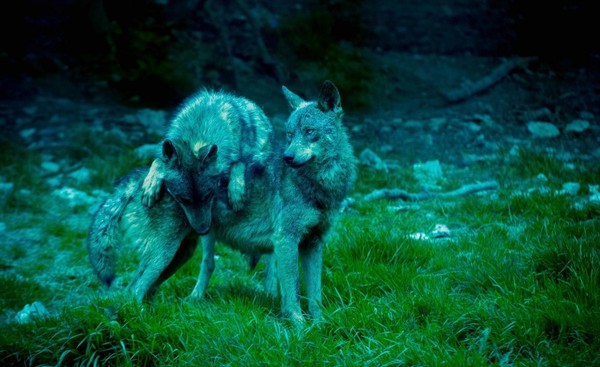 LOUPS