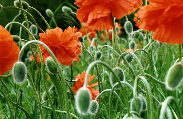 COQUELICOTS