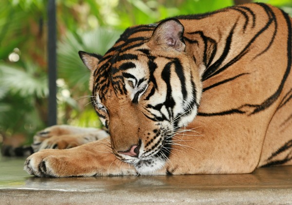 TIGRE