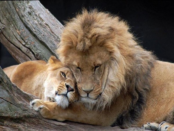 LION ET LIONNE