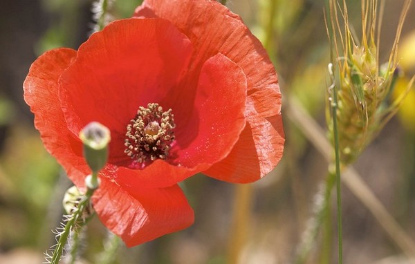 COQUELICOT