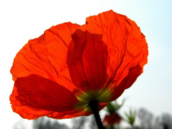 COQUELICOT