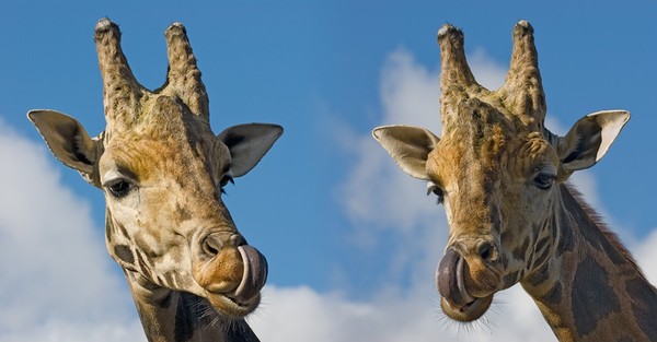 GIRAFES