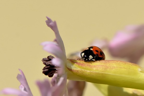 COCCINELLE