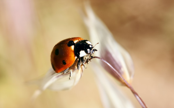 COCCINELLE