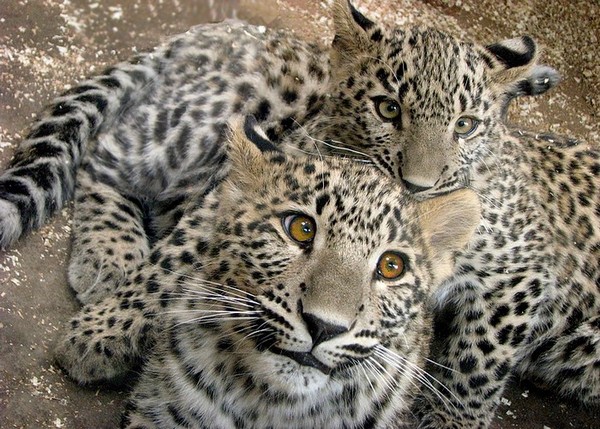 LEOPARDS