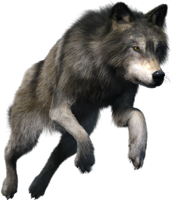 LOUP