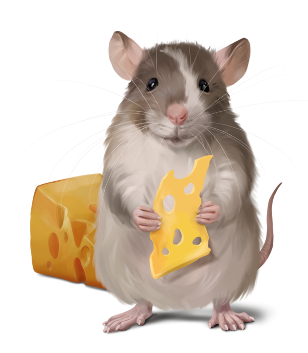 SOURIS RAT HAMSTER... 2