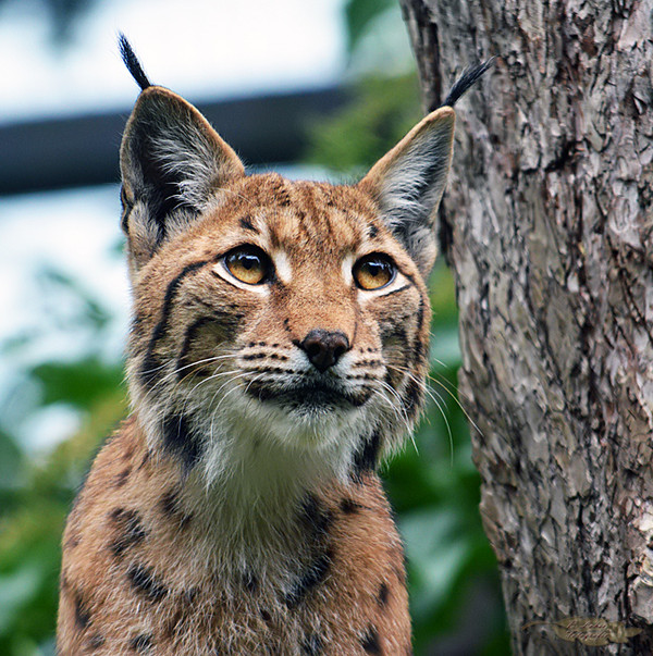 LYNX