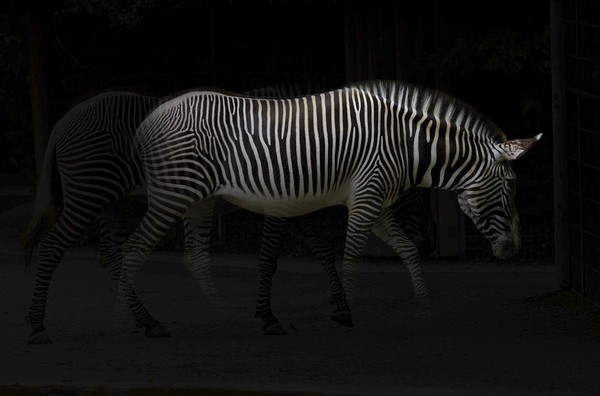 ZEBRE