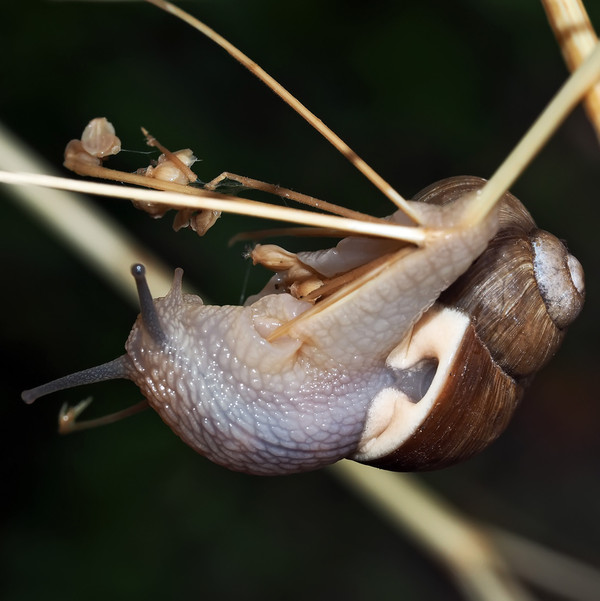 ESCARGOT