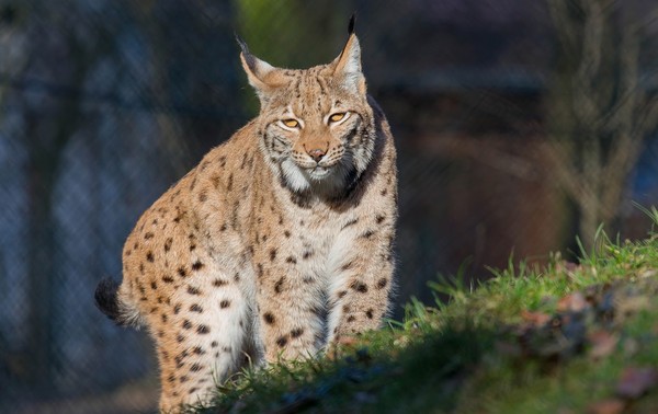 LYNX