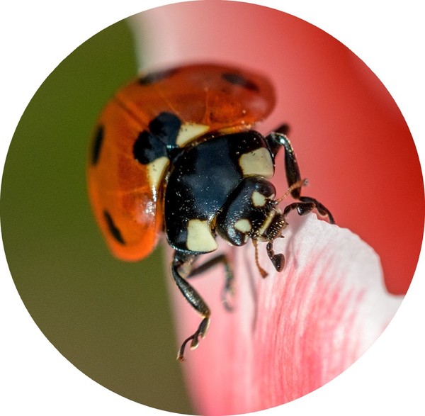 COCCINELLE 2