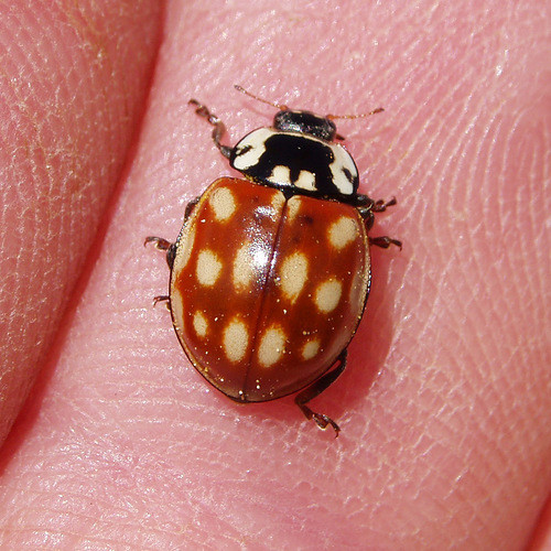 COCCINELLE 2