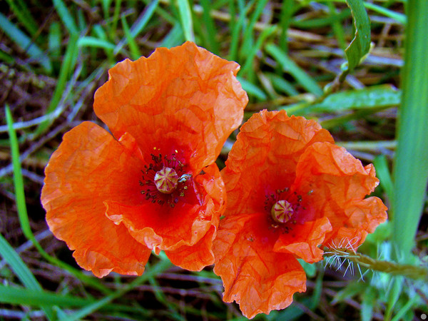 COQUELICOTS