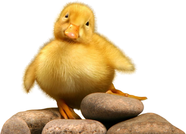 OISEAU 4