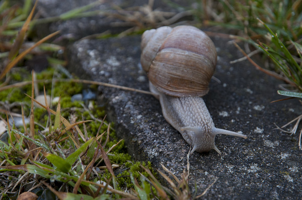 ESCARGOT