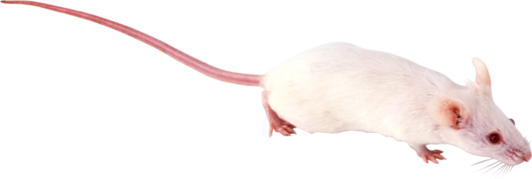 RAT