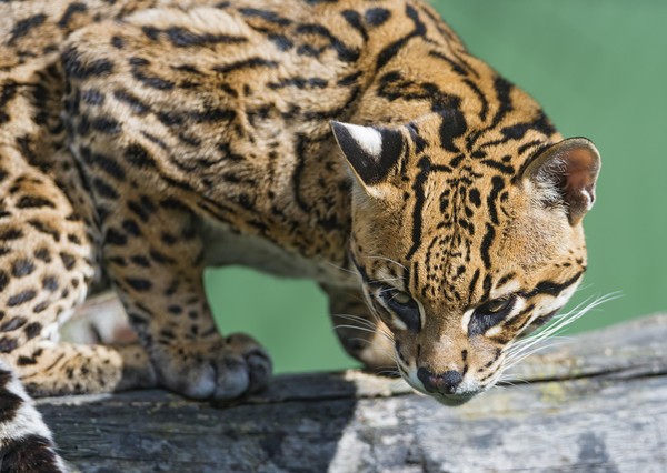 OCELOT