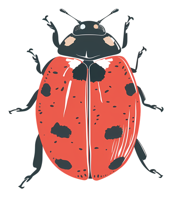 COCCINELLE 3