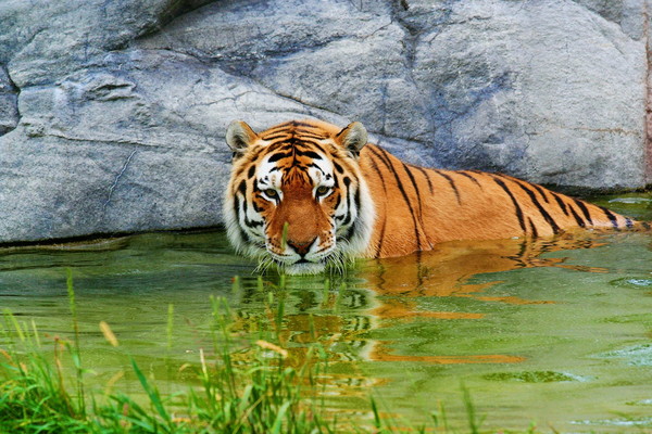 TIGRE