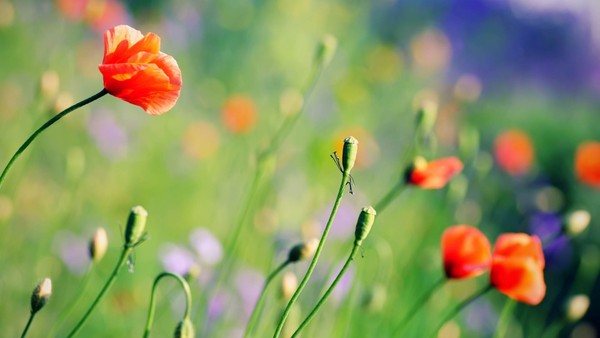 COQUELICOTS