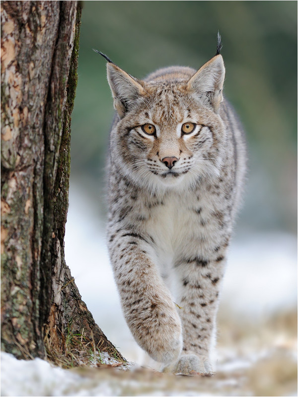 LYNX