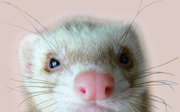 FURET