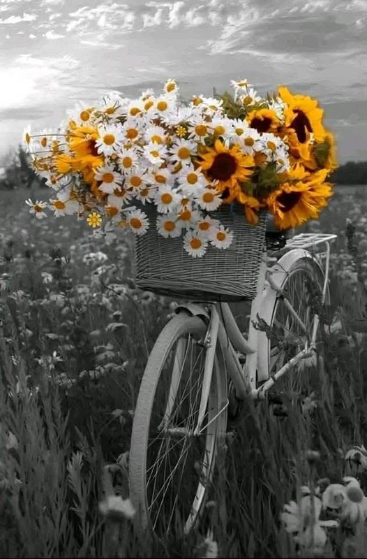 BICYCLETTE VELO 2