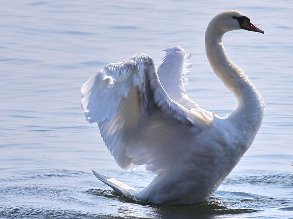 CYGNE