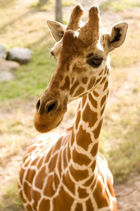 GIRAFE