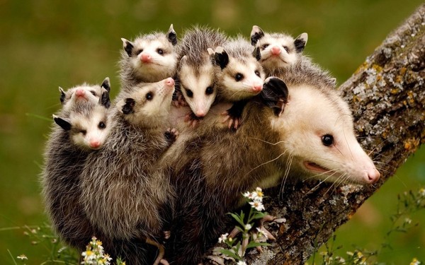 OPPOSUMS