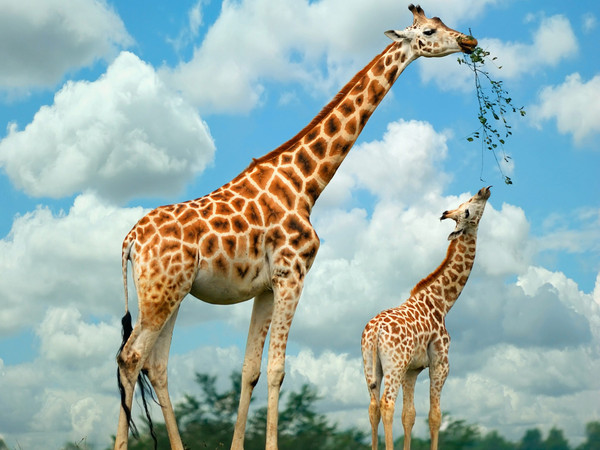 GIRAFES