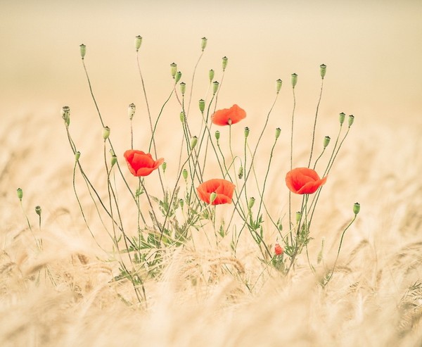 COQUELICOTS