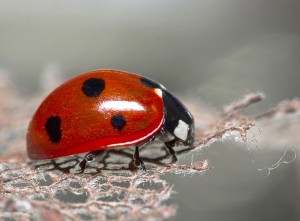 COCCINELLE