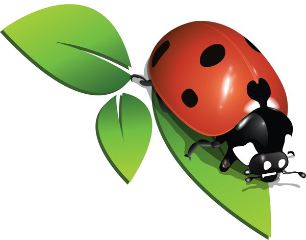 COCCINELLE