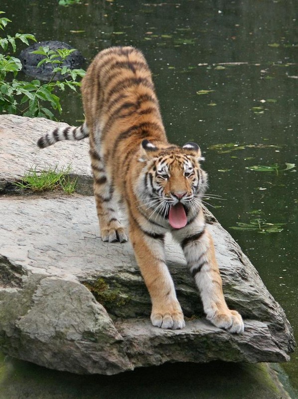 TIGRE