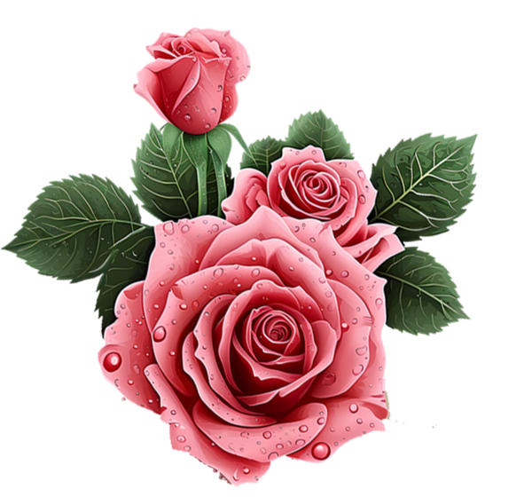 ROSE 4