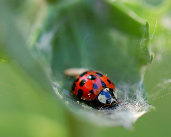 COCCINELLE