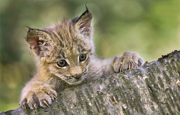 LYNX