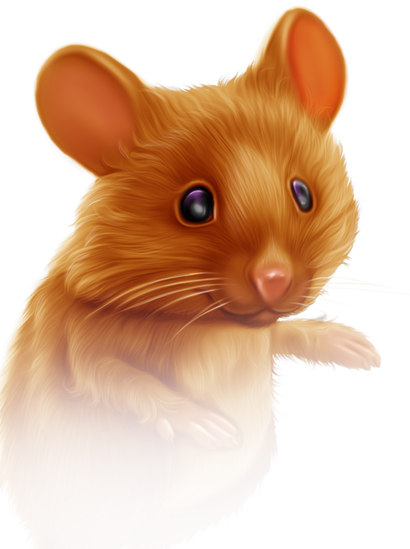 SOURIS RAT HAMSTER... 2